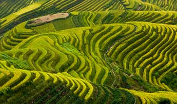 Rice farming on stepped hills