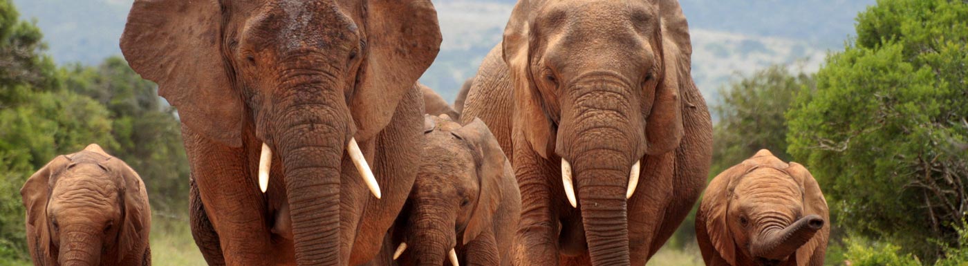 Elephants South Africa