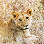 A lioness in Kruger safari park, South Africa