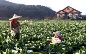 Taiwan fields