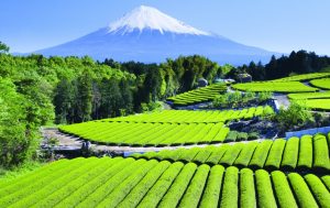 Mountain in Japan