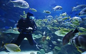 Diver with fish