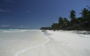 white sandy beach with palm trees