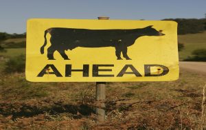cows ahead sign