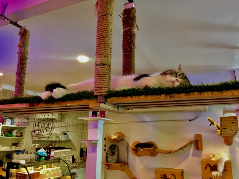 Sleeping cat at Caturday Cafe in Bangkok 