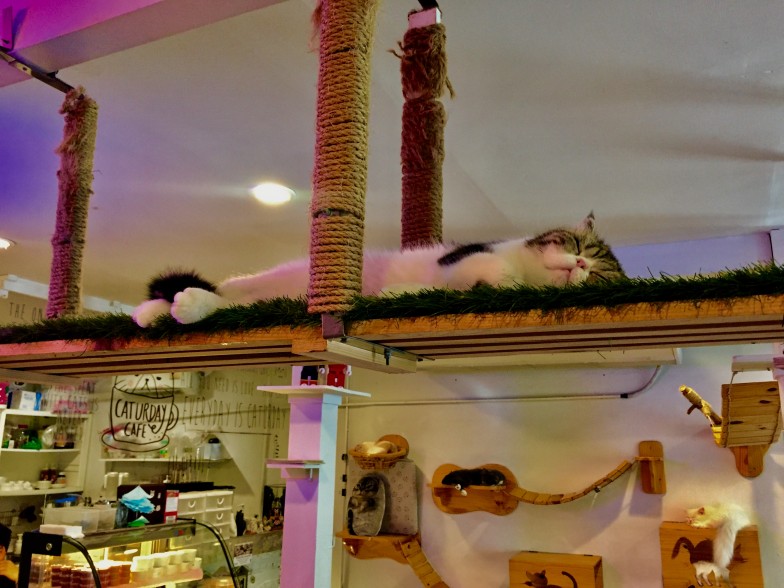 Sleeping cat at Caturday Cafe in Bangkok 