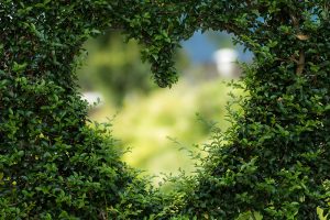 Heart cut out of a bush