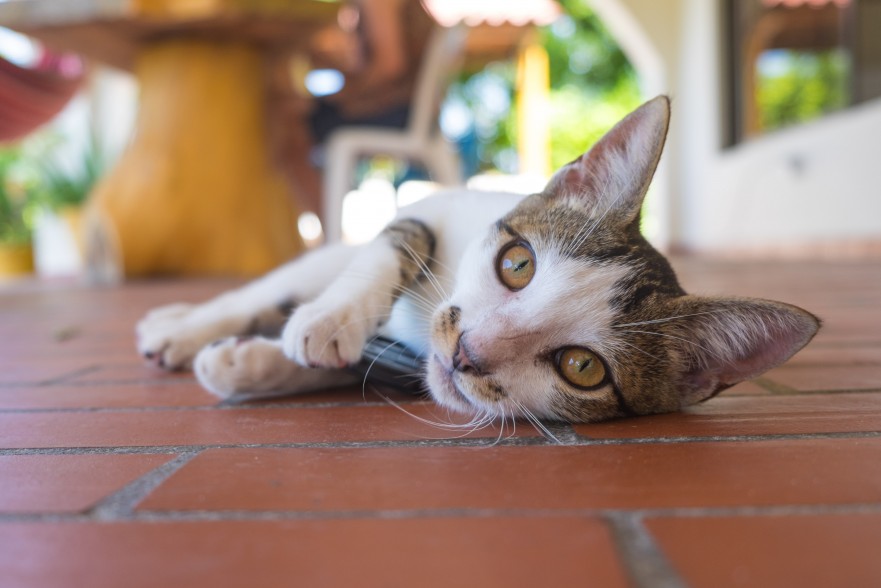 Cat at the Santa Veronica apartment