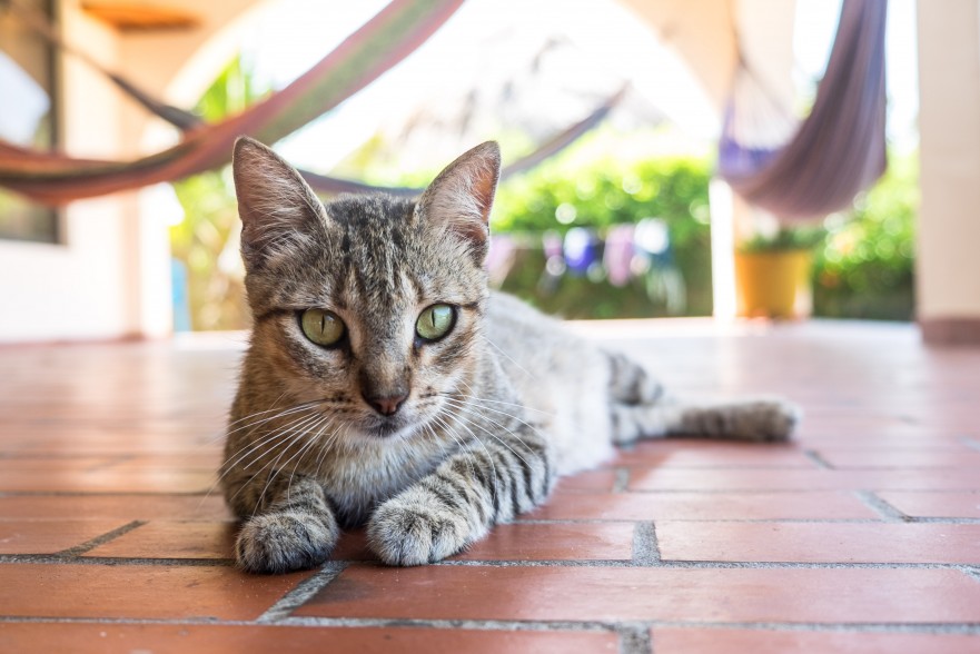 Cat at the Santa Veronica apartment