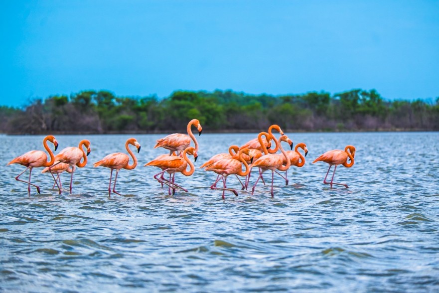 Flamingos in Colombia