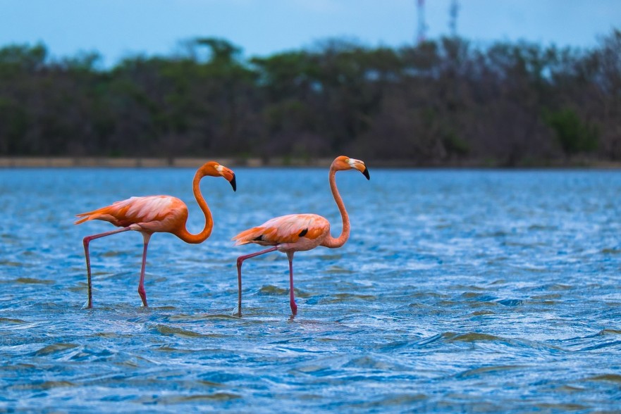 Flamingos in Colombia