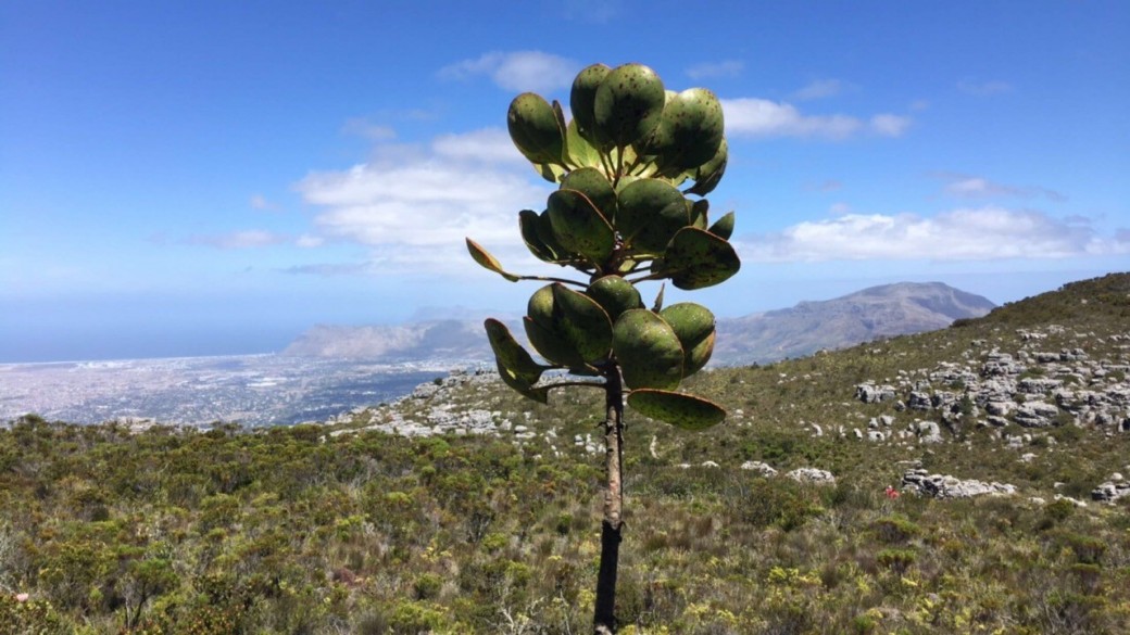 Plant on the side of Table Mountain