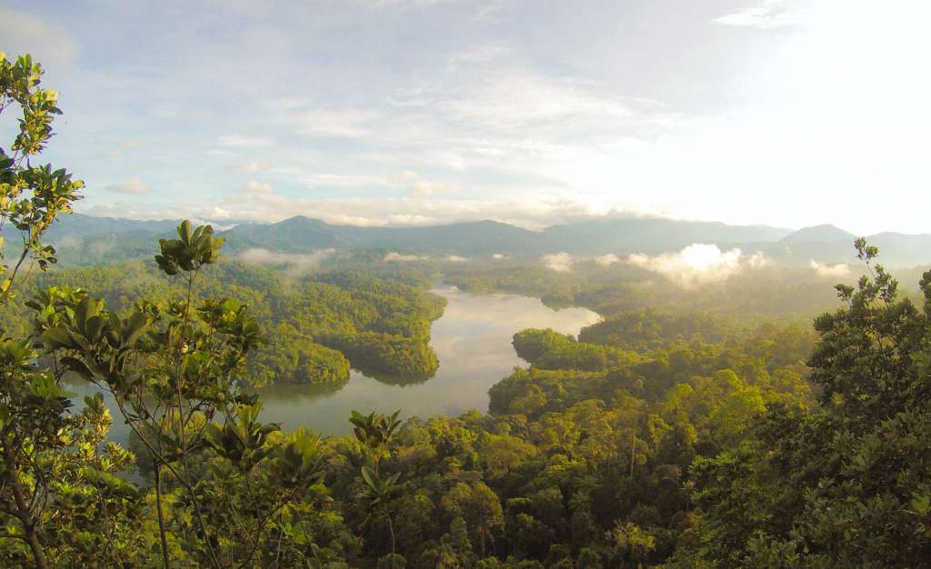 malaysian rainforest