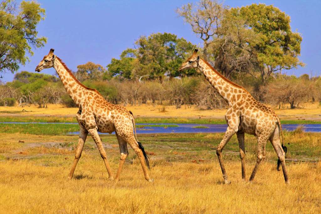 giraffes in tanzania