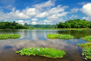 Lake with greenery surrounding