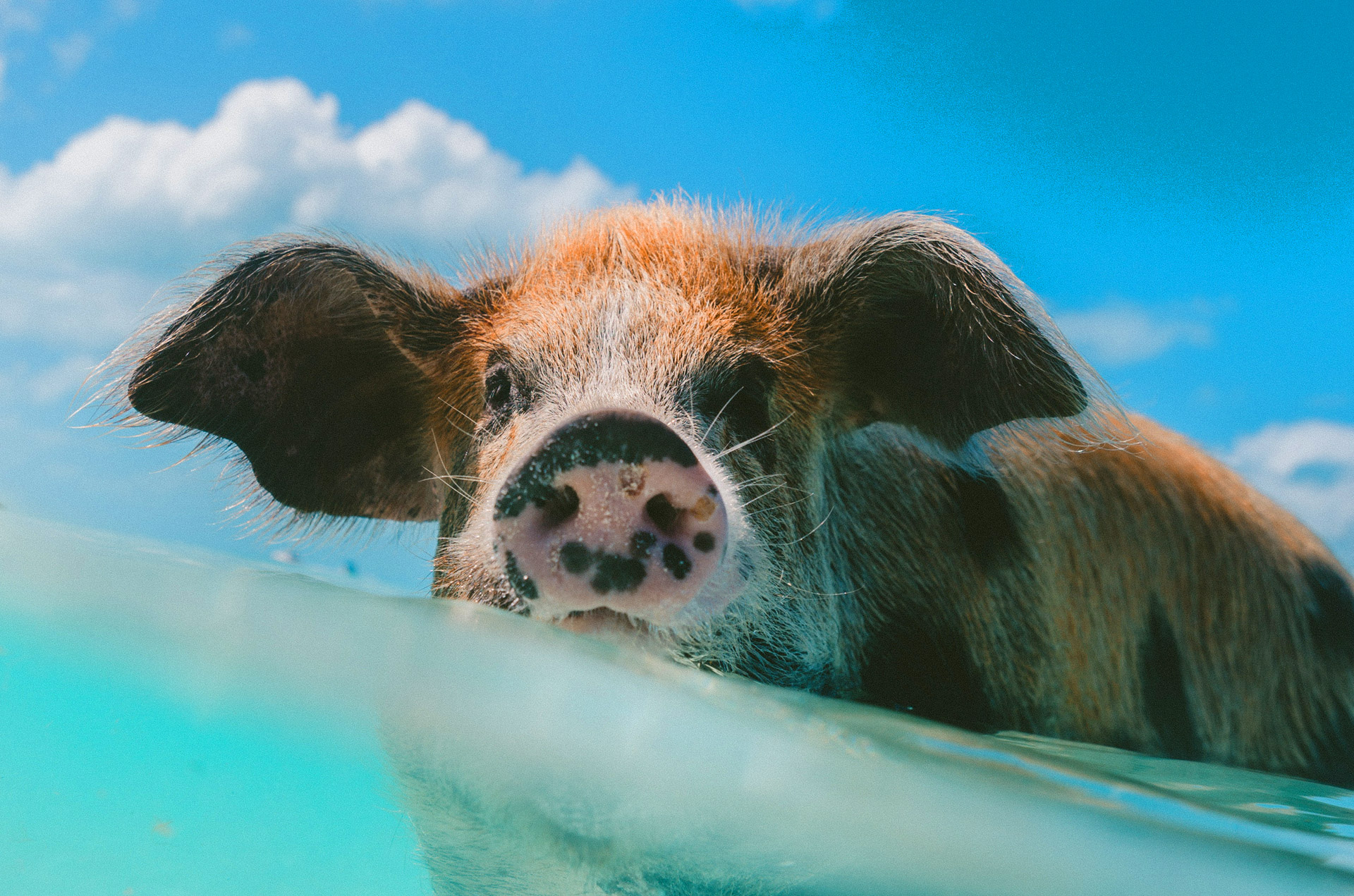 Bahamas pigs