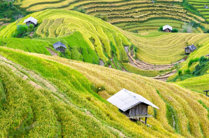 Vietnamese fields