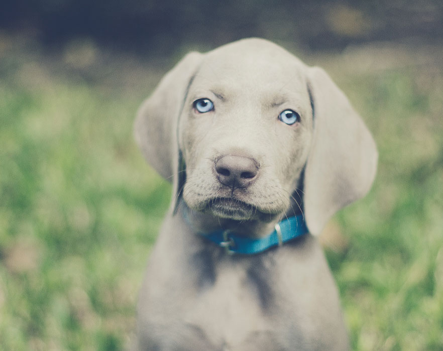 puppy with blue eyes