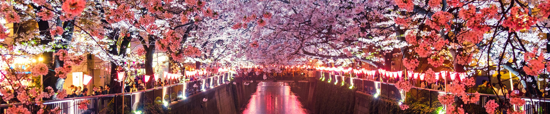 Cherry blossoms in Japan