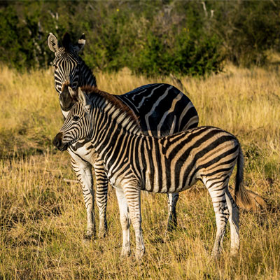 Safari scene in South Africa
