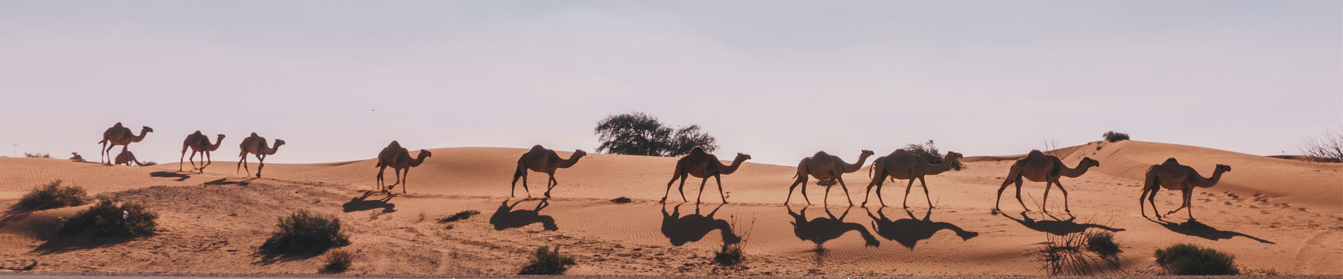 Camels in the desert