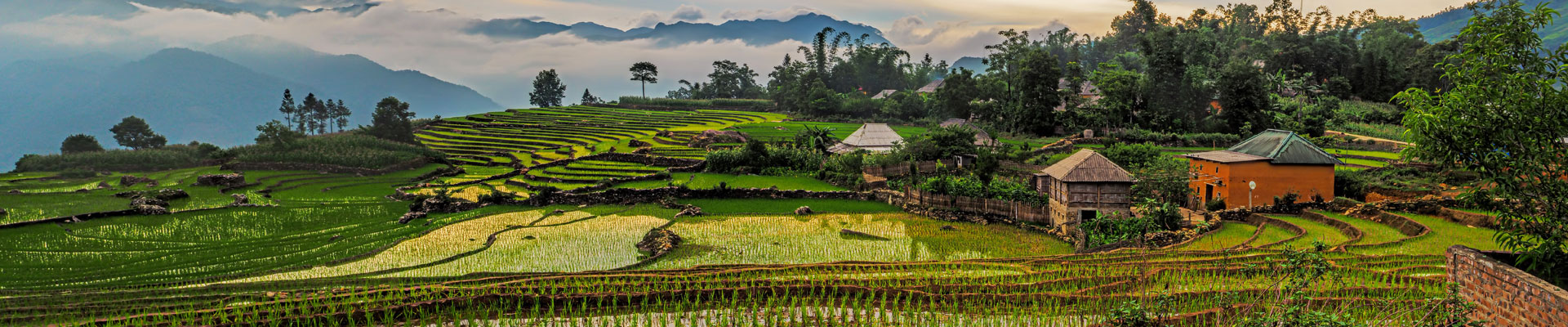Paddy fields in Vietnam