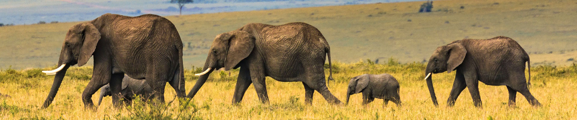 Elephants on safari in Africa