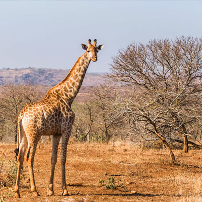 Giraffe on safari