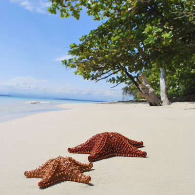 Starfish on a beach in Costa Rica