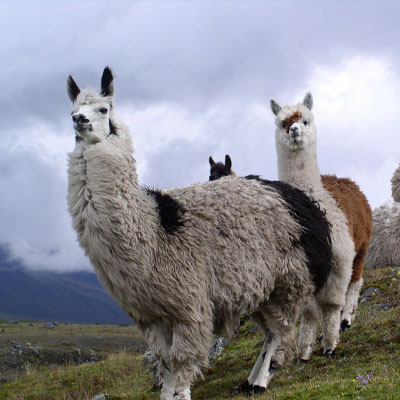 Alpacas in Ecuador