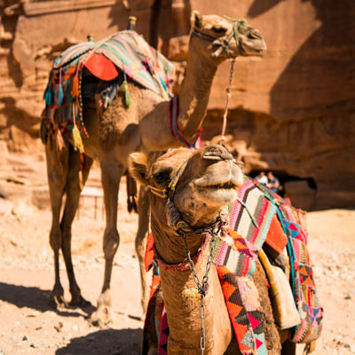Camels in egypt