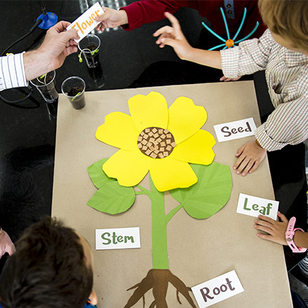 Sunflower game in TEFL classroom