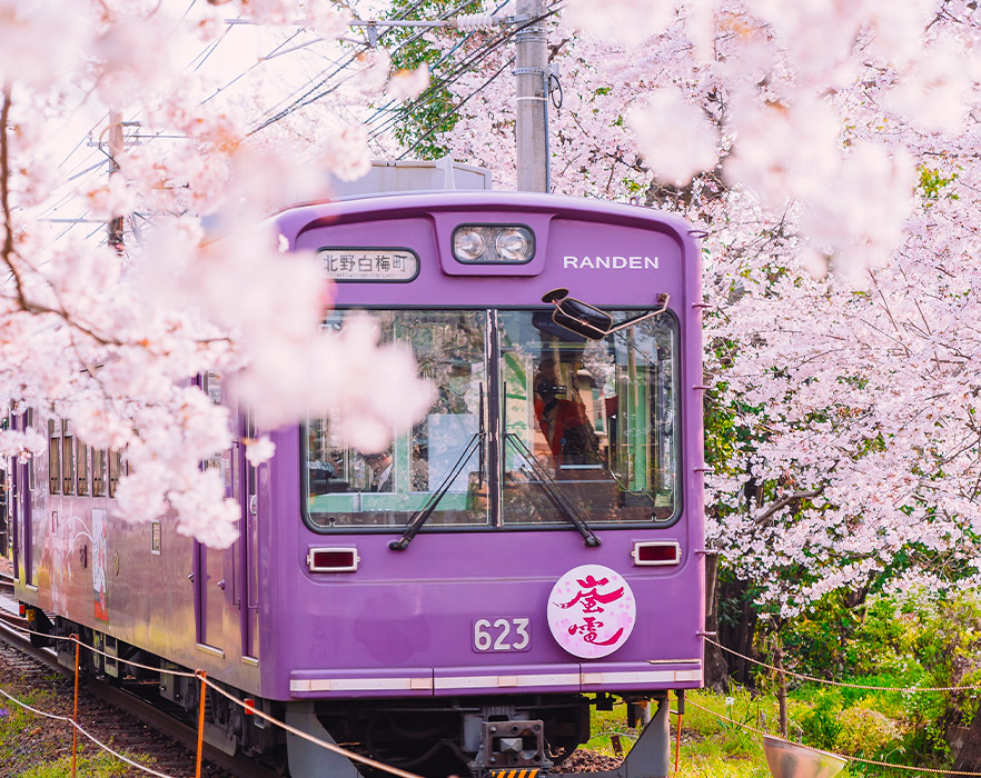 Japanese train in cherry blossom season