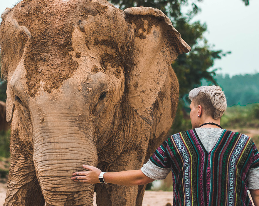 Volunteering with rescue elephants at elephant sanctuary