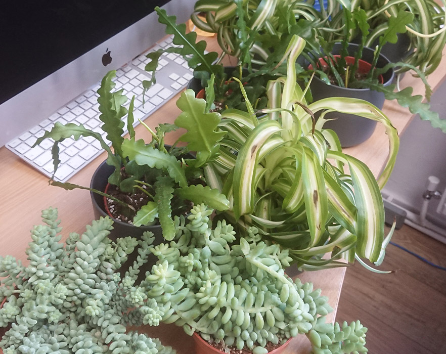 Desk plants