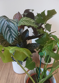 office plants