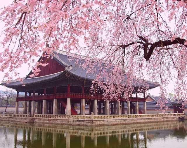 South Korean blossom tree