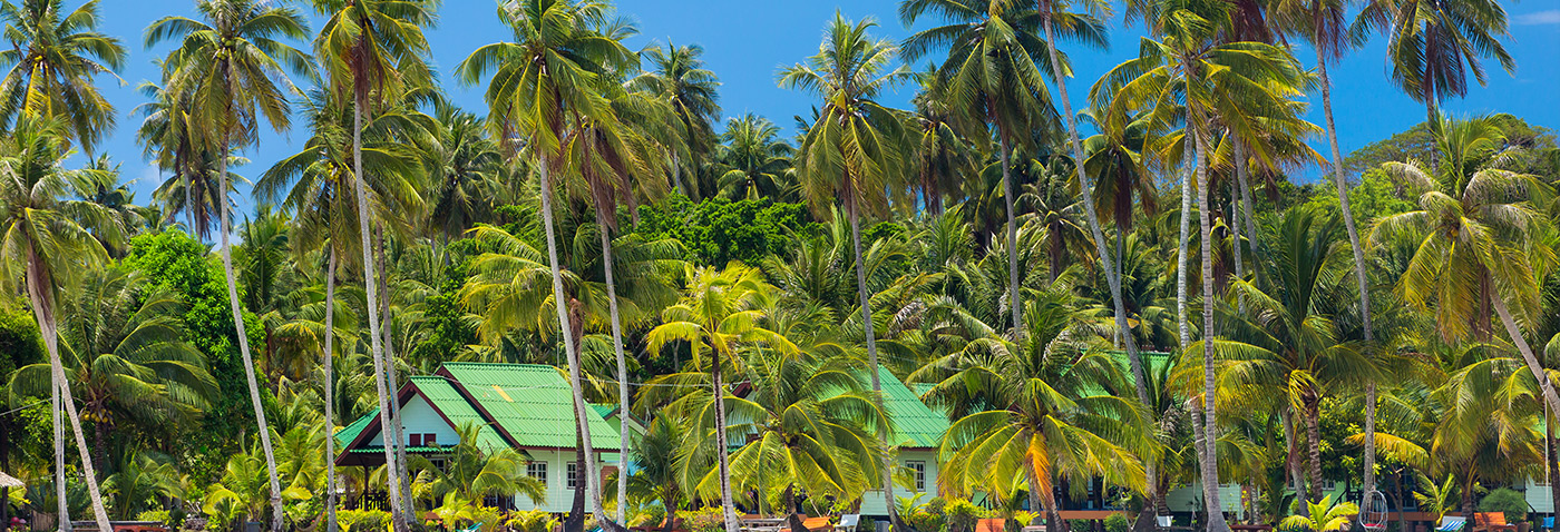 Palm trees, Thailand